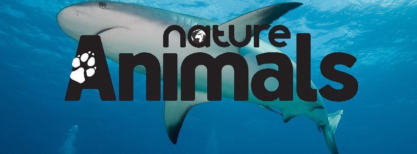 Nature and Animals – nuova rivista fotografica edita dalla Editrice Progresso