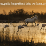 Camargue, guida fotografica al delta tra fauna, acqua e luce