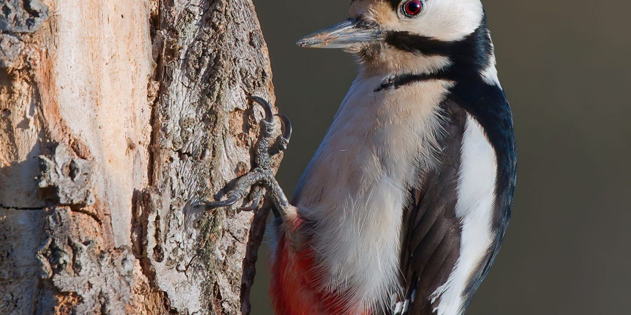 “La Natura Nei Pressi Delle Nostre Case”. Mostra Fotografica di FABIO GROPPELLO al 10° Festival Nazionale della Fotografia UCOP 2022