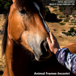 Animal Frames Incontri con animali selvatici e non. | Mostra Fotografica di PETRA TRIVILINO | Festival Nazionale di Fotografia UCOP 2022